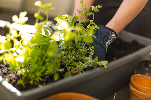 Jardiner pour garder le moral !