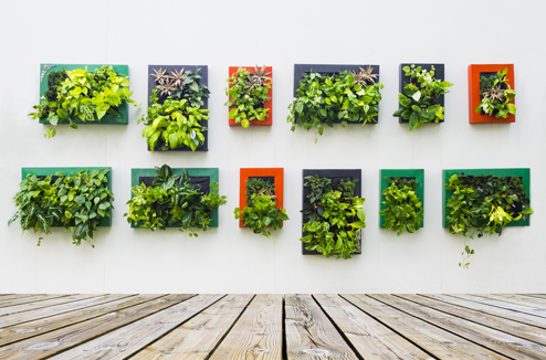 Installer un mur végétal sur votre terrasse ou votre balcon