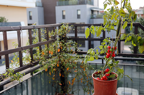 Comment faire un potager sur une terrasse ou un balcon ?