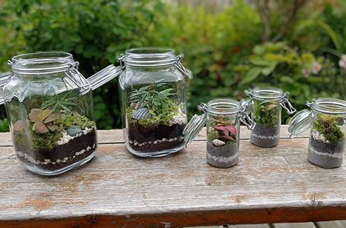 Terrarium : comment le fabriquer et en prendre soin ?