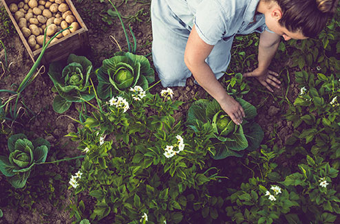 Quand et comment planter ses légumes et ses fruits ?