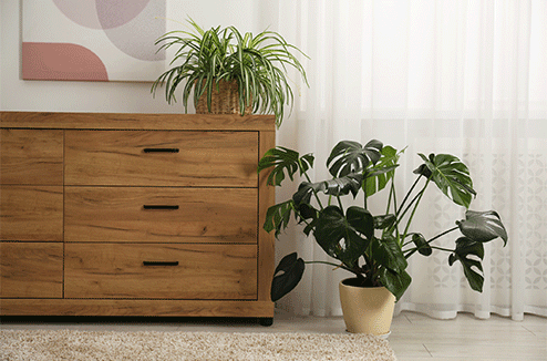 Quelles plantes d'intérieur choisir pour sa maison